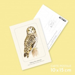 Hibou des marais - Carte postale pédagogique