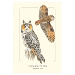 Hibou moyen-duc - Carte postale pédagogique