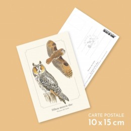 Hibou moyen-duc - Carte postale pédagogique