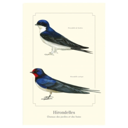 Hirondelles - Carte postale pédagogique