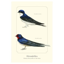 Hirondelles - Carte postale pédagogique