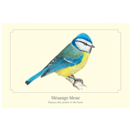 Mésange bleue - Carte postale pédagogique