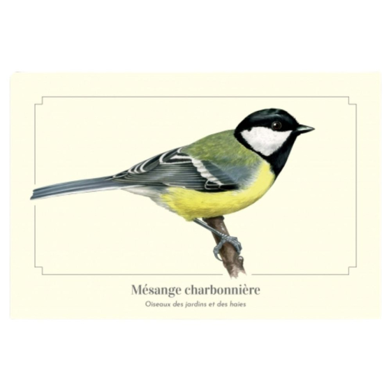 Mésange charbonnière - Carte postale pédagogique