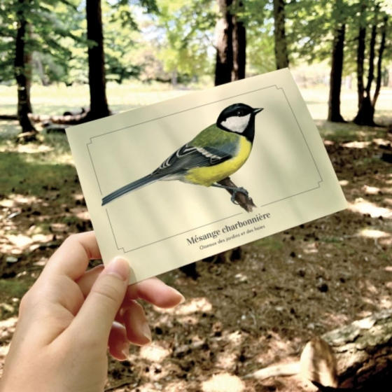 Mésange charbonnière - Carte postale pédagogique
