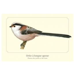 Orite à longue queue - Carte postale pédagogique