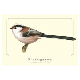 Orite à longue queue - Carte postale pédagogique