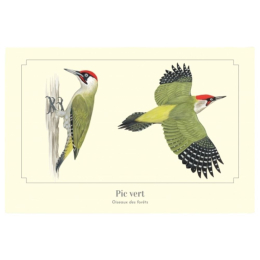 Pic vert - Carte postale pédagogique