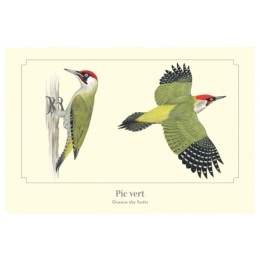 Pic vert - Carte postale pédagogique