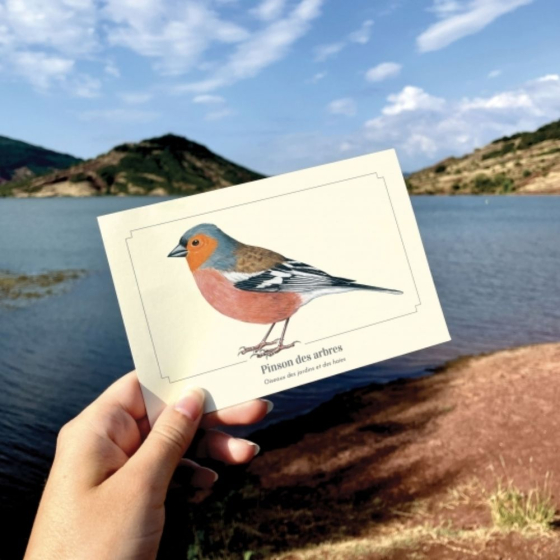 Pinson des arbres - Carte postale pédagogique