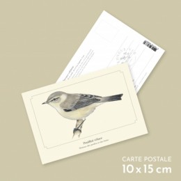 Pouillot véloce - Carte postale pédagogique