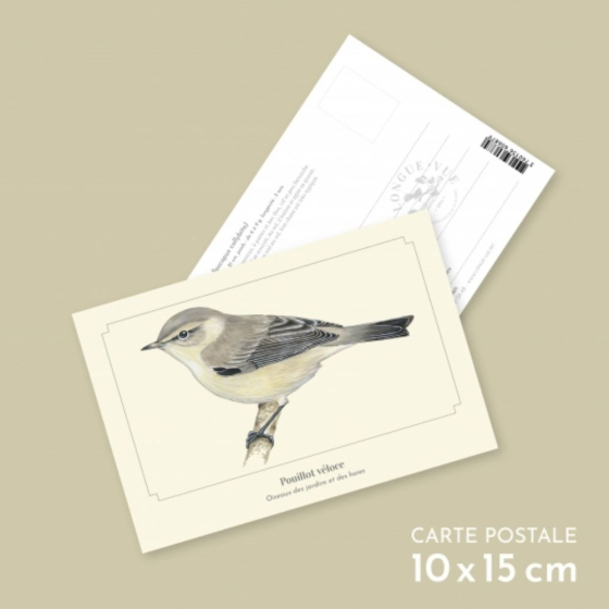 Pouillot véloce - Carte postale pédagogique