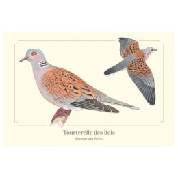 Tourterelle des bois - Carte postale pédagogique