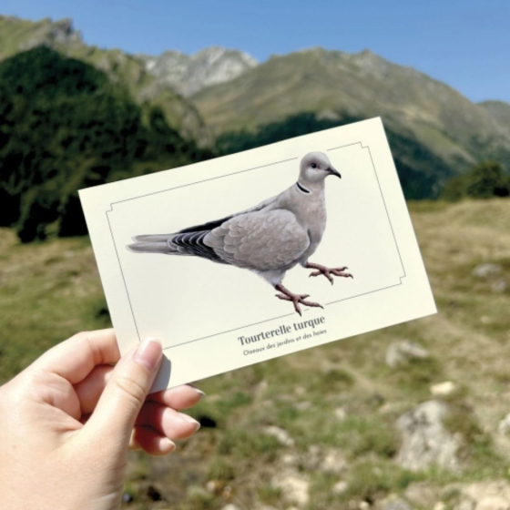 Tourterelle turque - Carte postale pédagogique