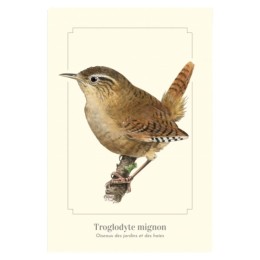 Troglodyte mignon - Carte postale pédagogique