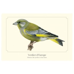 Verdier d'Europe - Carte postale pédagogique