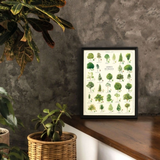 Arbres de France - Affiche 24 x 30 cm