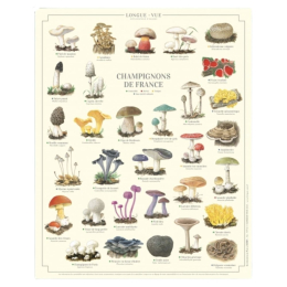 Champignons de France - Affiche 24 x 30 cm