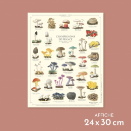 Champignons de France - Affiche 24 x 30 cm