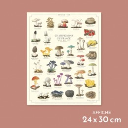 Champignons de France - Affiche 24 x 30 cm