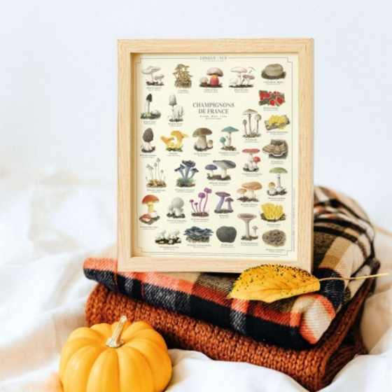 Champignons de France - Affiche 24 x 30 cm