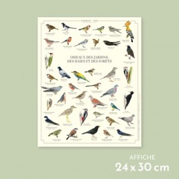 Oiseaux des jardins, des haies et des forêts - Affiche 24 x 30 cm