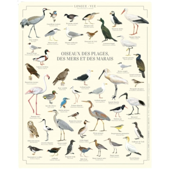 Oiseaux des plages, des mers et des marais - Affiche 24 x 30 cm