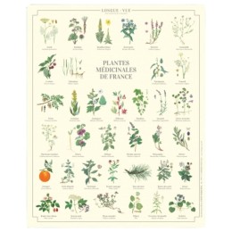 Plantes médicinales de France - Affiche 24 x 30 cm