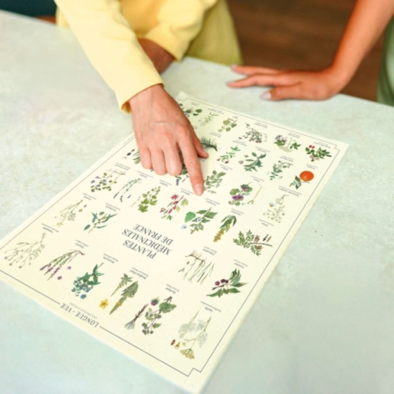 Plantes médicinales de France - Affiche 24 x 30 cm