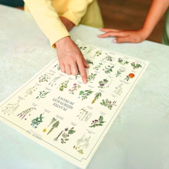 Plantes médicinales de France - Affiche 24 x 30 cm