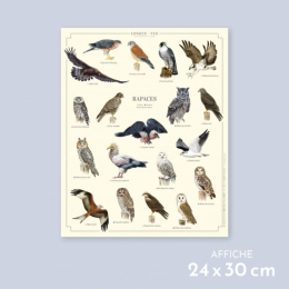 Rapaces - Affiche 24 x 30 cm