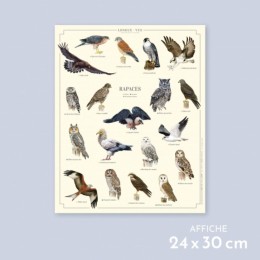 Rapaces - Affiche 24 x 30 cm