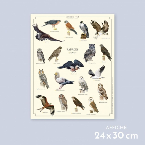 Rapaces - Affiche 24 x 30 cm