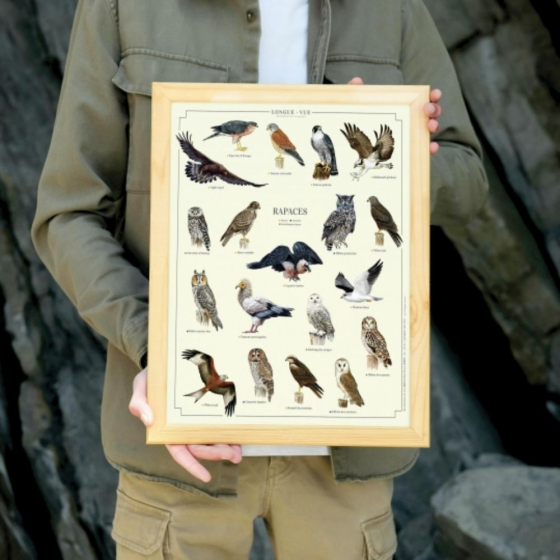 Rapaces - Affiche 24 x 30 cm