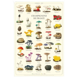 Champignons de France - Affiche 40 x 60 cm