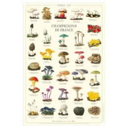 Champignons de France - Affiche 40 x 60 cm