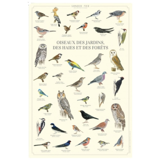 Oiseaux des jardins, des haies et des forêts - Affiche 40 x 60 cm