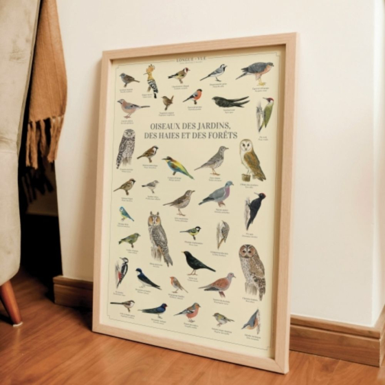 Oiseaux des jardins, des haies et des forêts - Affiche 40 x 60 cm