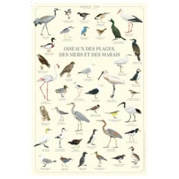 Oiseaux des plages, des mers et des marais - Affiche 40 x 60 cm