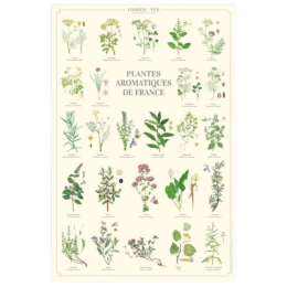 Plantes aromatiques de France - Affiche 40 x 60 cm