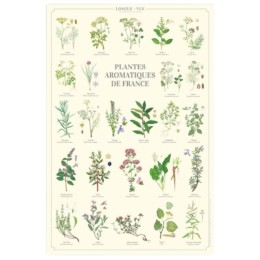 Plantes aromatiques de France - Affiche 40 x 60 cm