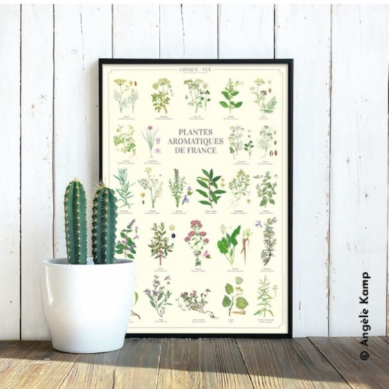 Plantes aromatiques de France - Affiche 40 x 60 cm