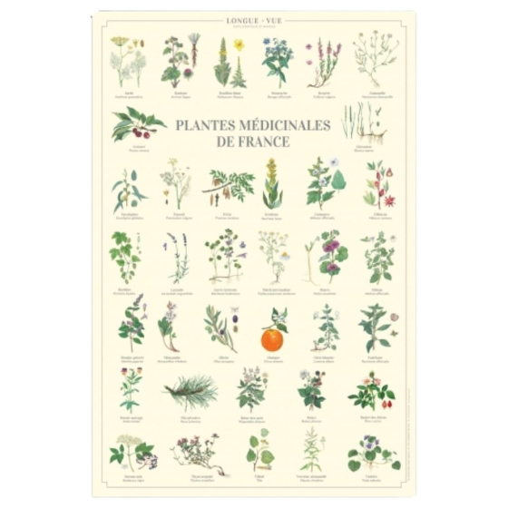 Plantes médicinales de France - Affiche 40 x 60 cm