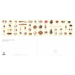Coquillages de nos côtes - Carte double