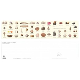 Coquillages de nos côtes - Carte double