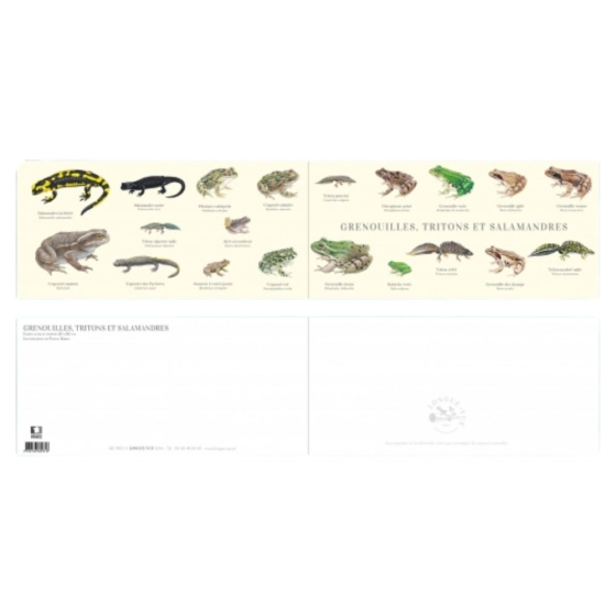 Grenouilles, tritons et salamandres - Carte double
