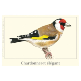 Chardonneret élégant - Magnet