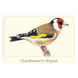 Chardonneret élégant - Magnet