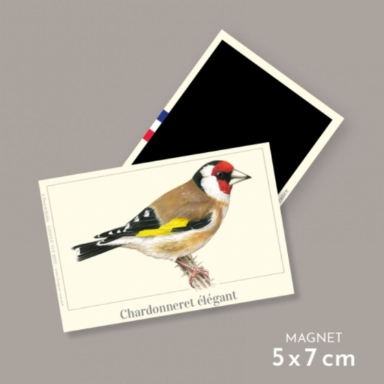 Chardonneret élégant - Magnet