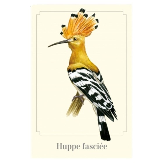 Huppe fasciée - Magnet