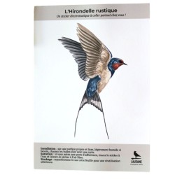 Silhouette anti-collision : Hirondelle rustique